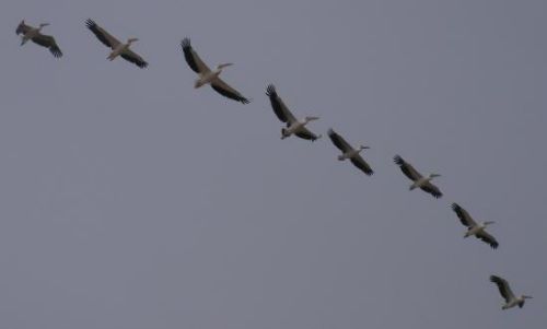 090920-lasomone-bertil-pelicans.jpg